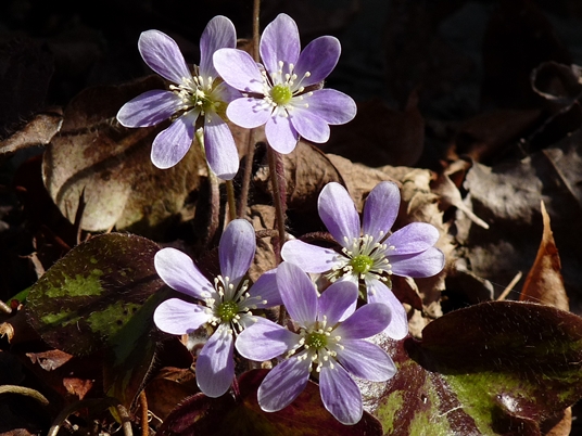 {Anemone americana}